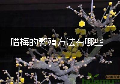 腊梅的繁殖方法有哪些