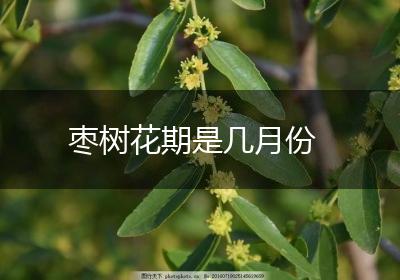 枣树花期是几月份