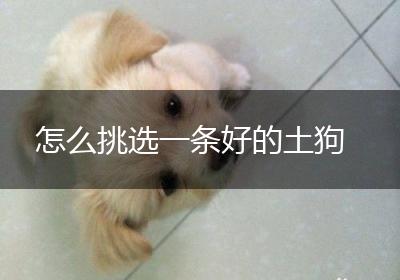 怎么挑选一条好的土狗