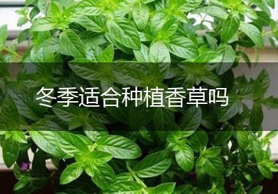 冬季适合种植香草吗