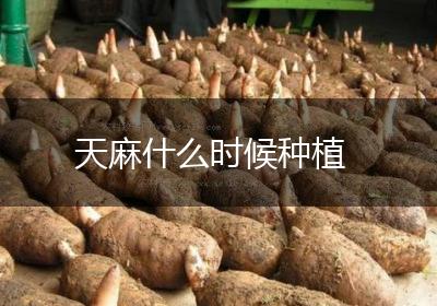 天麻什么时候种植