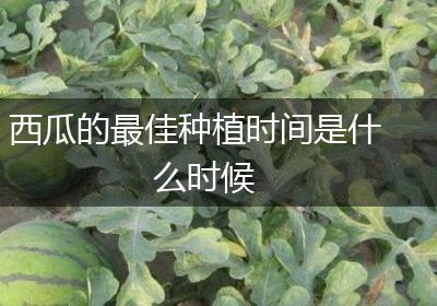 西瓜的最佳种植时间是什么时候