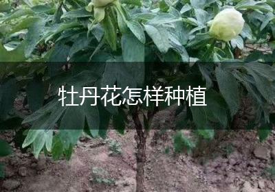 牡丹花怎样种植