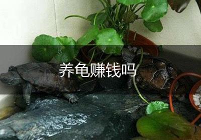 养龟赚钱吗