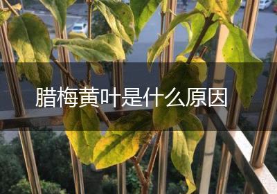 腊梅黄叶是什么原因