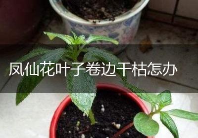 凤仙花叶子卷边干枯怎办