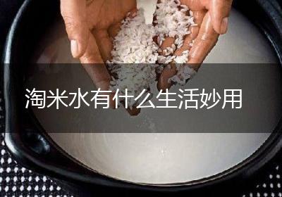 淘米水有什么生活妙用