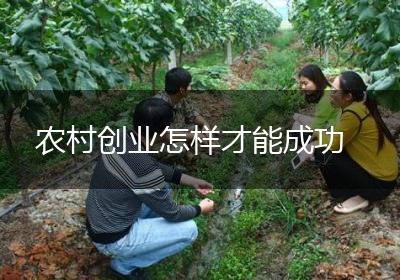 农村创业怎样才能成功