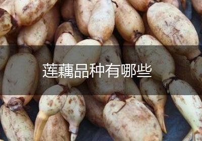 莲藕品种有哪些