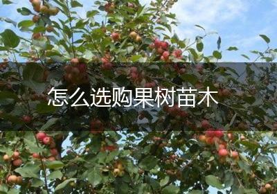 怎么选购果树苗木