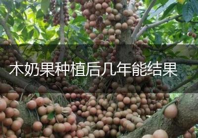 木奶果种植后几年能结果