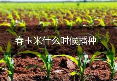 春玉米什么时候播种