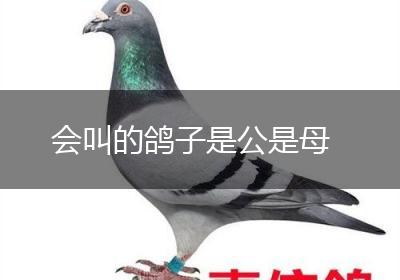 会叫的鸽子是公是母