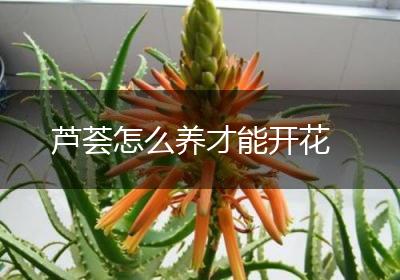 芦荟怎么养才能开花