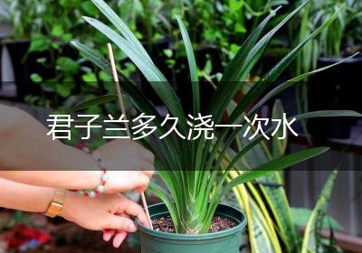 君子兰多久浇一次水
