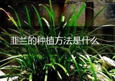 韭兰的种植方法是什么