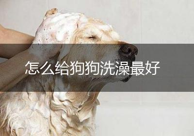 怎么给狗狗洗澡最好