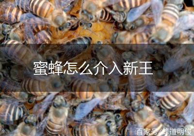 蜜蜂怎么介入新王