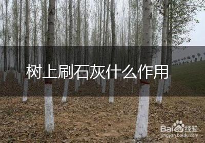 树上刷石灰什么作用