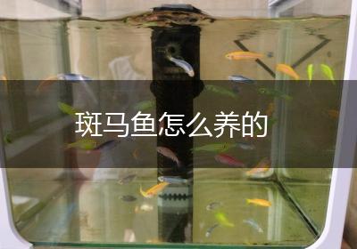 斑马鱼怎么养的