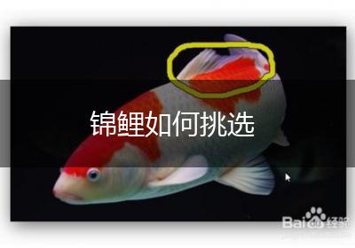 锦鲤如何挑选