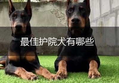 最佳护院犬有哪些