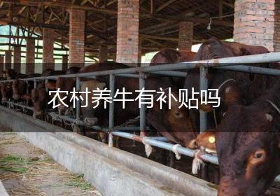 农村养牛有补贴吗