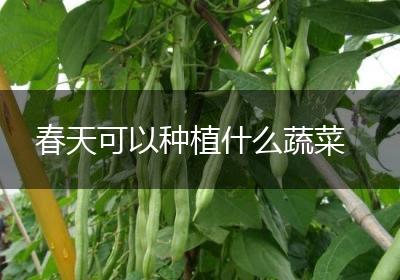春天可以种植什么蔬菜
