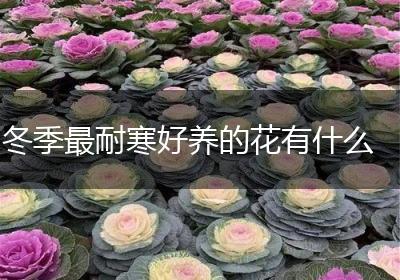 冬季最耐寒好养的花有什么