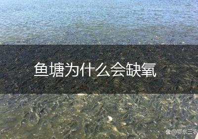 鱼塘为什么会缺氧