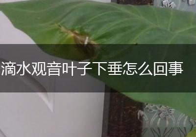 滴水观音叶子下垂怎么回事