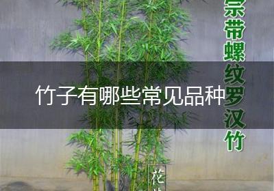 竹子有哪些常见品种