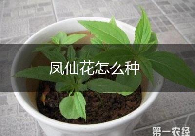 凤仙花怎么种