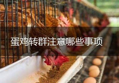 蛋鸡转群注意哪些事项