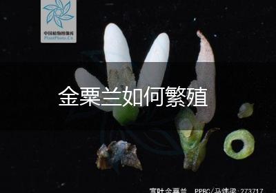 金粟兰如何繁殖
