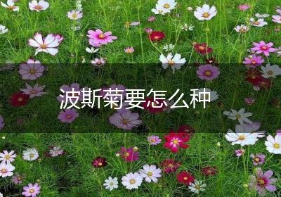 波斯菊要怎么种
