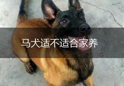 马犬适不适合家养