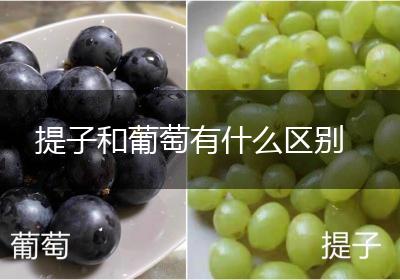 提子和葡萄有什么区别