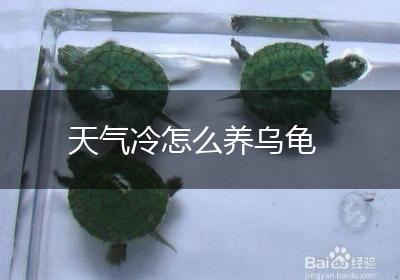 天气冷怎么养乌龟