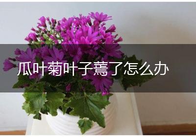 瓜叶菊叶子蔫了怎么办