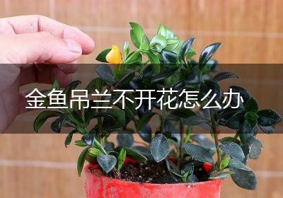 金鱼吊兰不开花怎么办