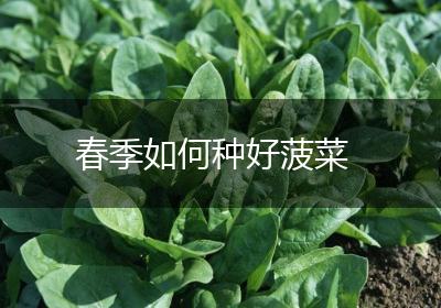 春季如何种好菠菜