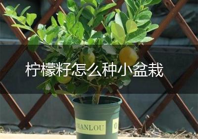 柠檬籽怎么种小盆栽