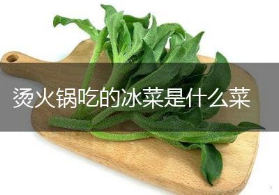 烫火锅吃的冰菜是什么菜
