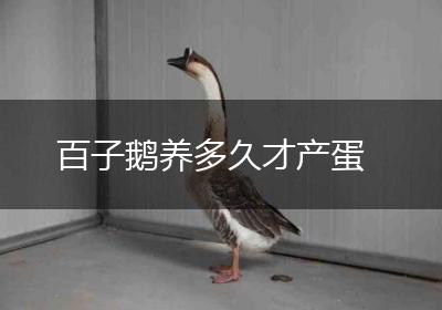 百子鹅养多久才产蛋