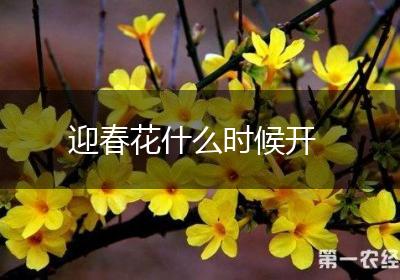 迎春花什么时候开