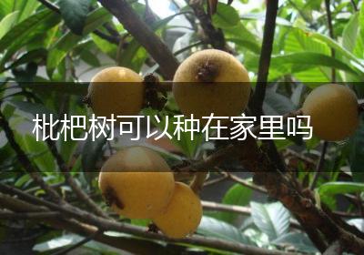 枇杷树可以种在家里吗