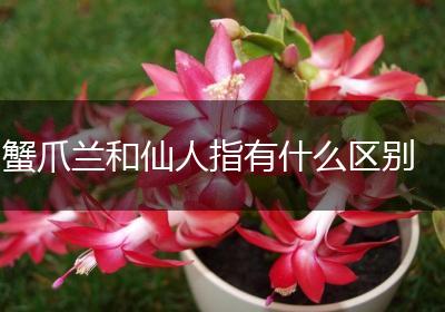 蟹爪兰和仙人指有什么区别