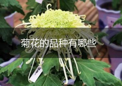 菊花的品种有哪些