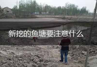 新挖的鱼塘要注意什么